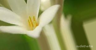augmented_Polianthes tuberosa flower8_0_477.jpeg